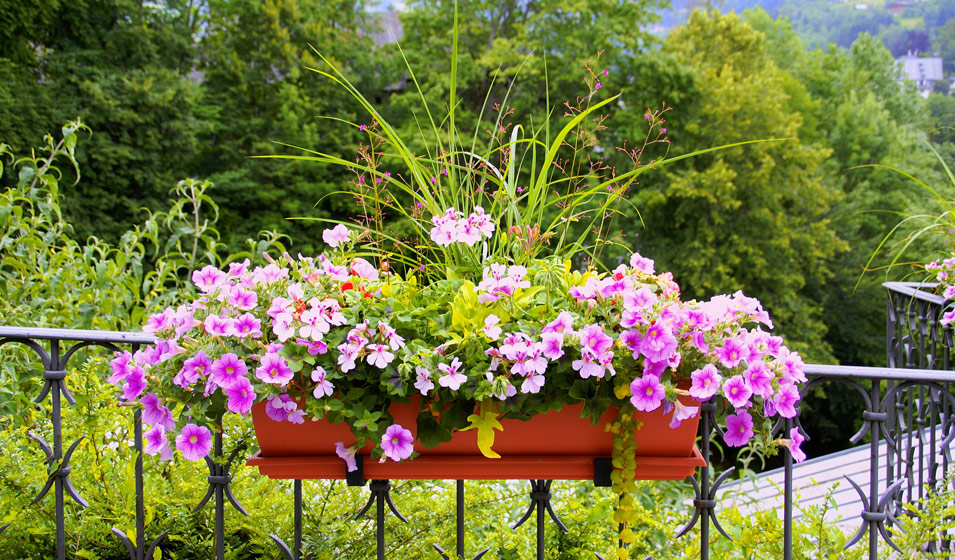Plantes pour jardinières : Plantes balcon et terrasse et balcon terrasse -  botanic®