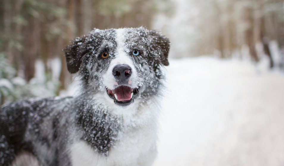 Certains chiens sont très à l'aise dans la neige et le froid