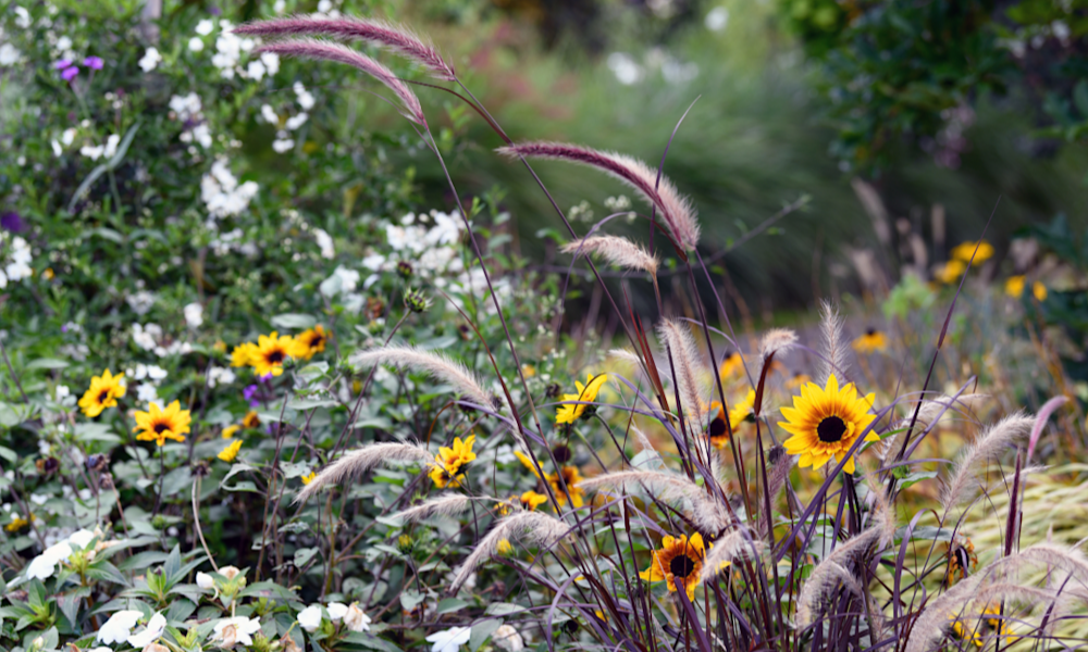 10 fleurs d’automne pour égayer votre jardin