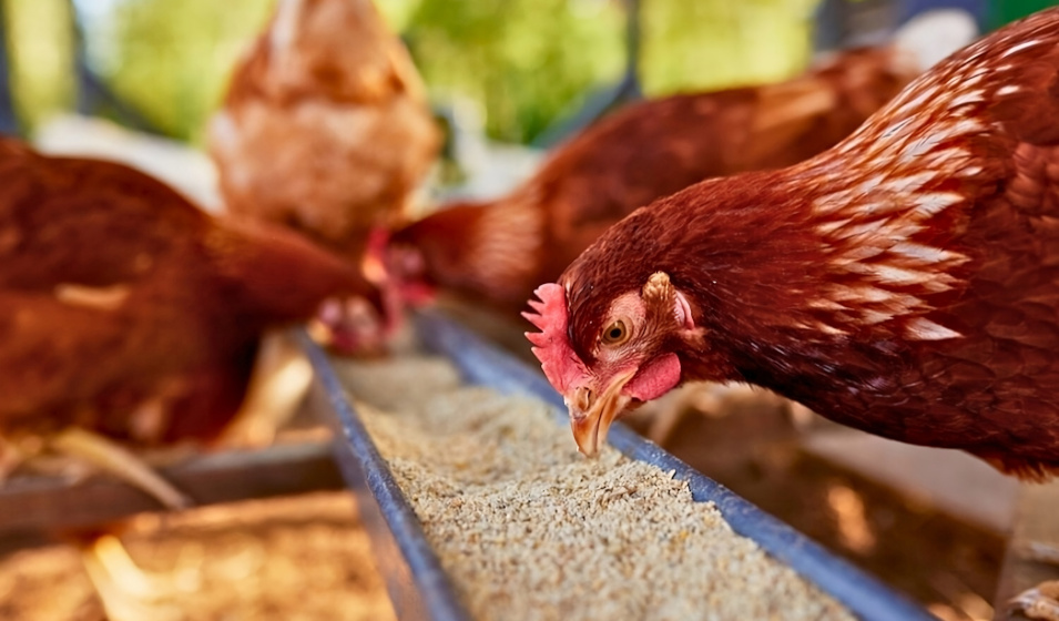 Les graines et granulés complets couvrent tous les besoins des poules pondeuses