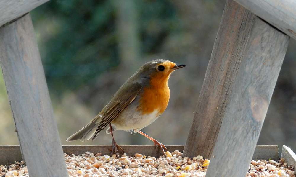 Une mangeoire à grandes ouvertures, pour les oiseaux de toute taille 