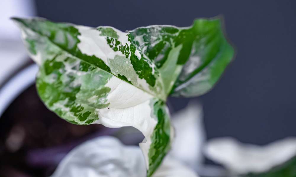 Le syngonium ‘Mottled’ et ses feuilles joliment panachées