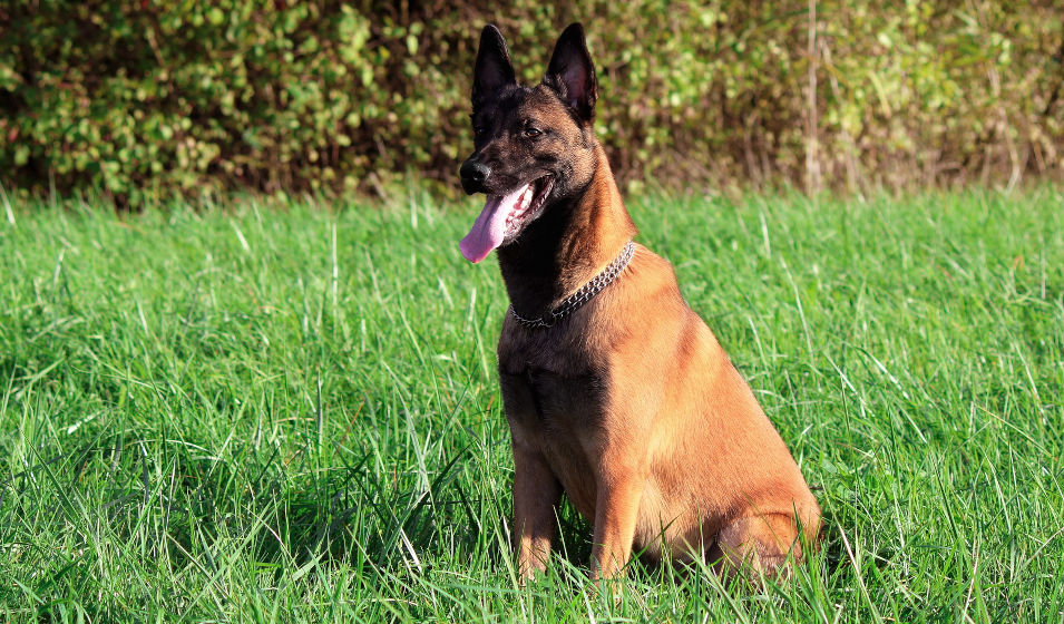 Malinois caractère, santé et éducation Jardiland