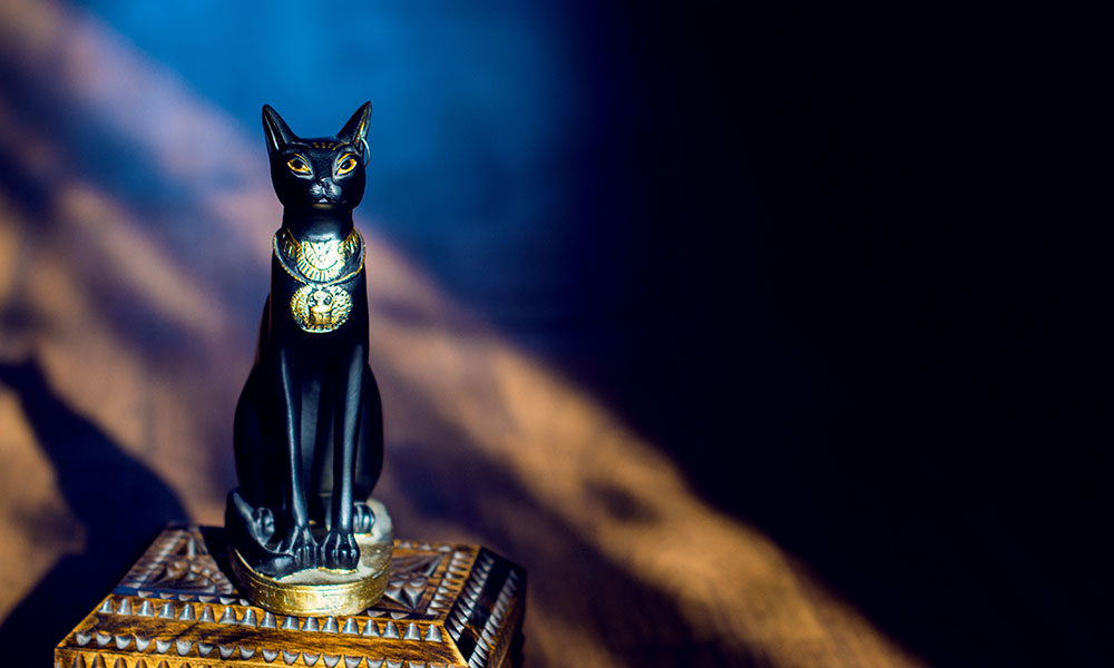 La conquête du chat
