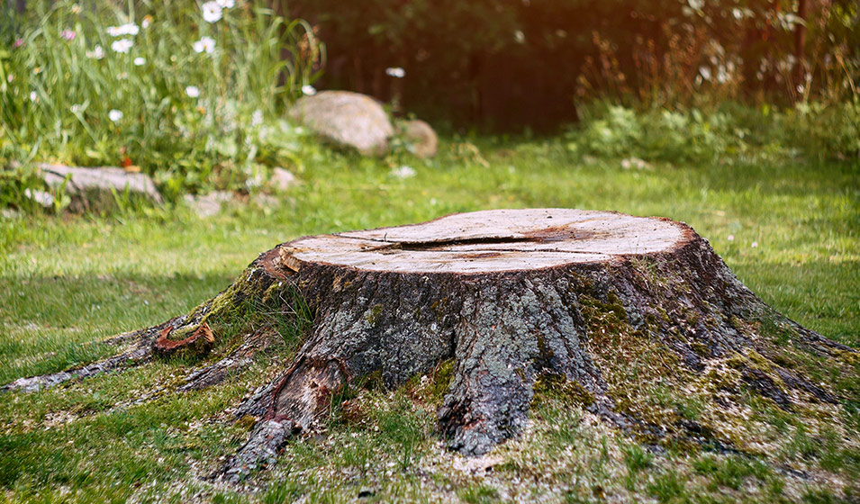 Détruire une souche d'arbre : 5 solutions et conseils