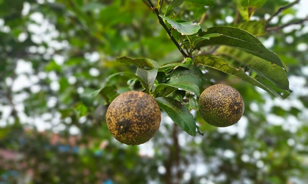 Des citrons abimés par l’anthracnose