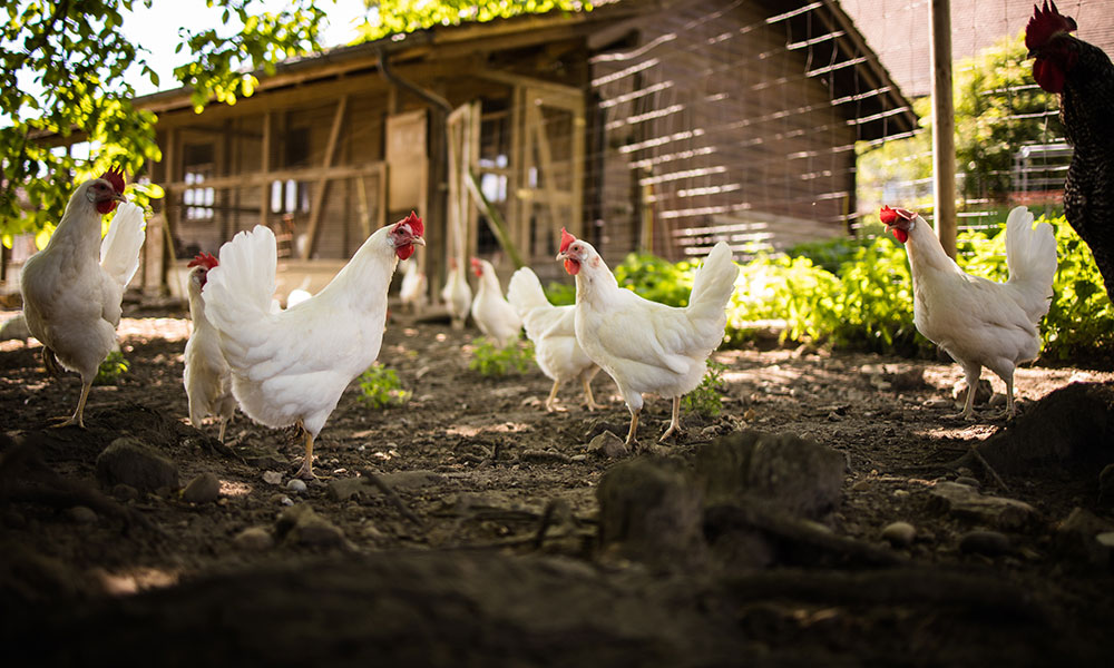 Litière, graines, pailles et vos compagnons de la ferme
