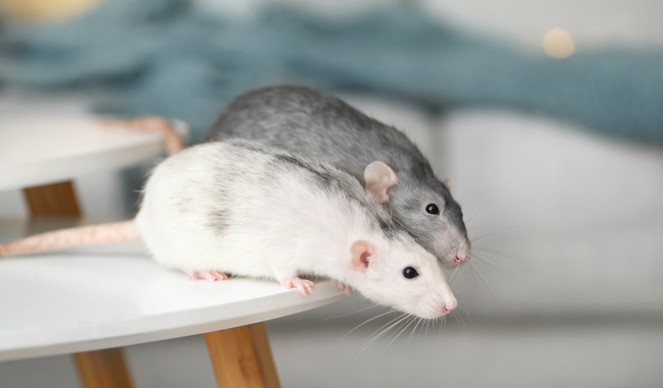 Deux rat blancs et gris sur une table dans une maison