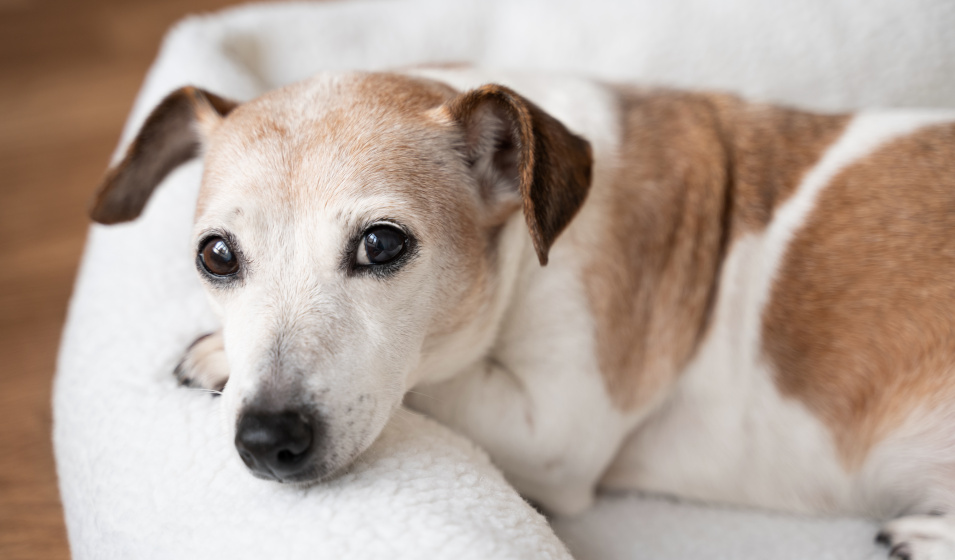 Un chien senior jack russell terrier se repose dans son panier
