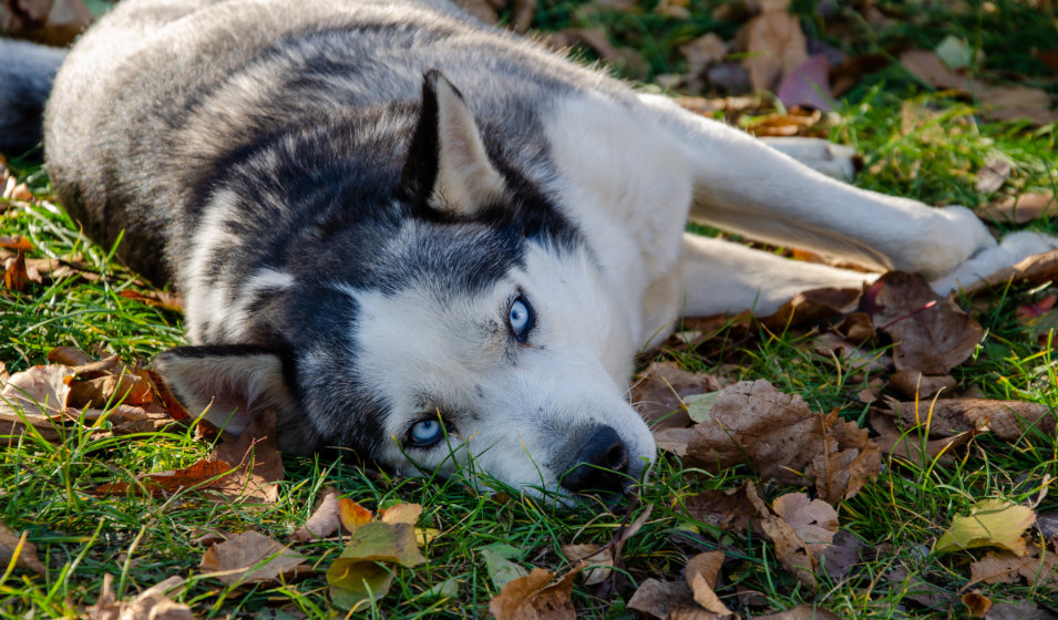 Le regard hypnotique du husky !