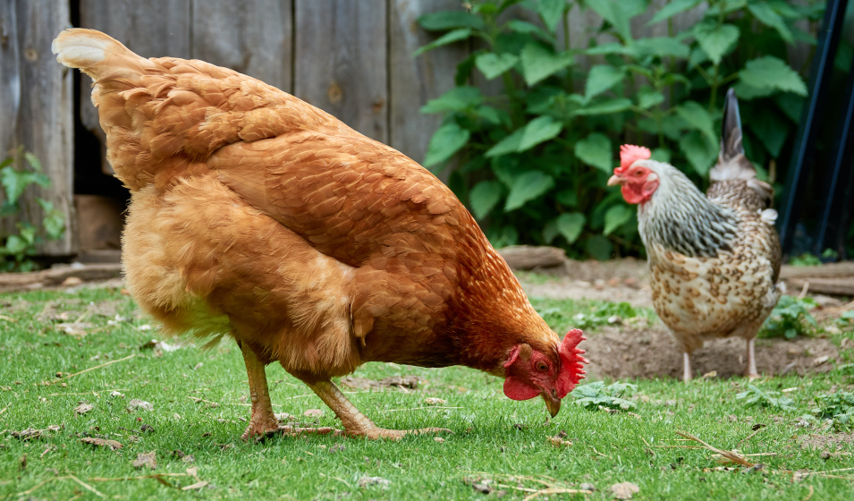 Deux poules picorent dans le jardin devant une clôture en bois