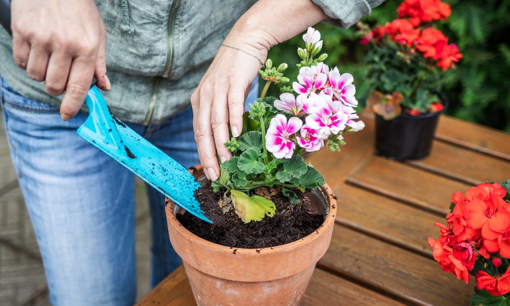 Rempotez votre géranium dans un pot plus grand avec un substrat sur mesure