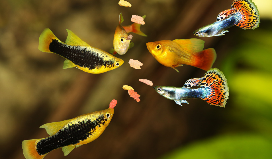 Quelle quantité idéale de nourriture donner à ses poissons ? Jardiland