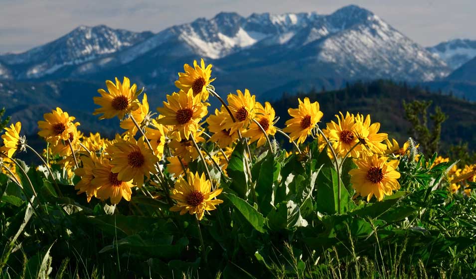 L'arnica ou l'or des sommets