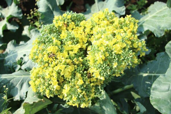 Brocolis en fleur : que faire ? - Gamm vert