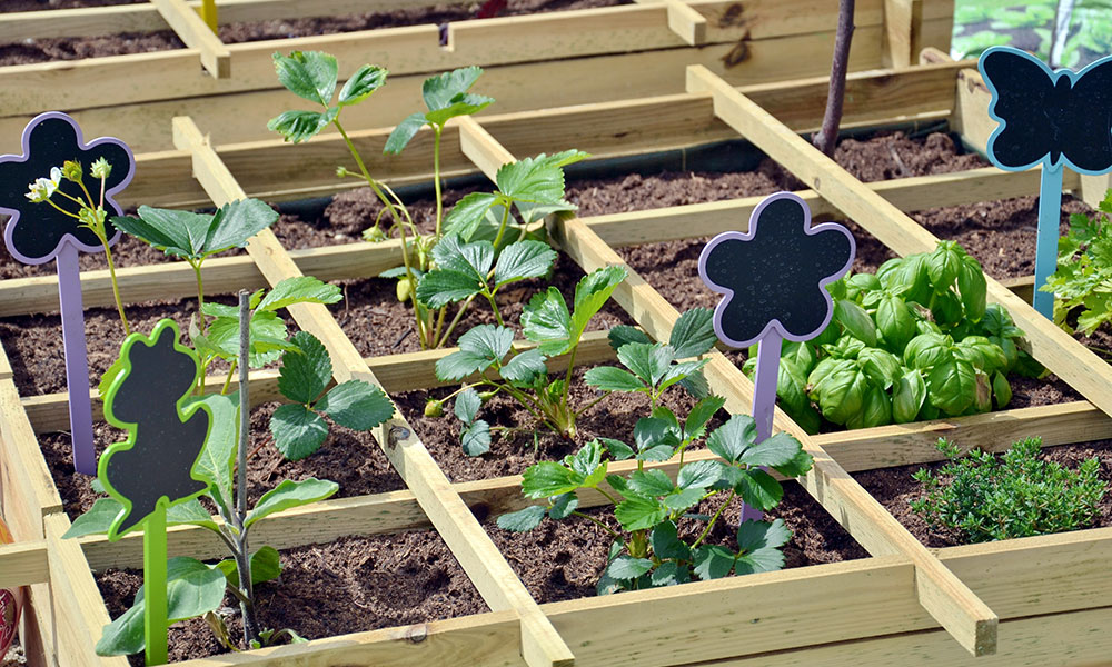 Le carré potager est un support pédagogique très intéressant