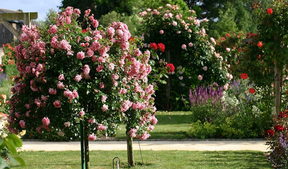 Rosier Sur Tige Jardiland
