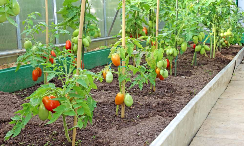 En été, le mildiou ou l’oïdium peuvent frapper les tomates sous serre