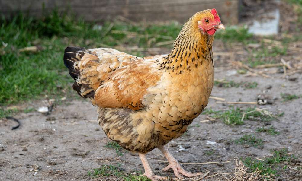 La poule Sussex, bonne pondeuse et poule d’ornement