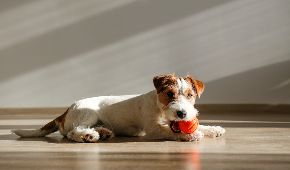 Varier les jeux est un bon moyen d'occuper son chien en hiver