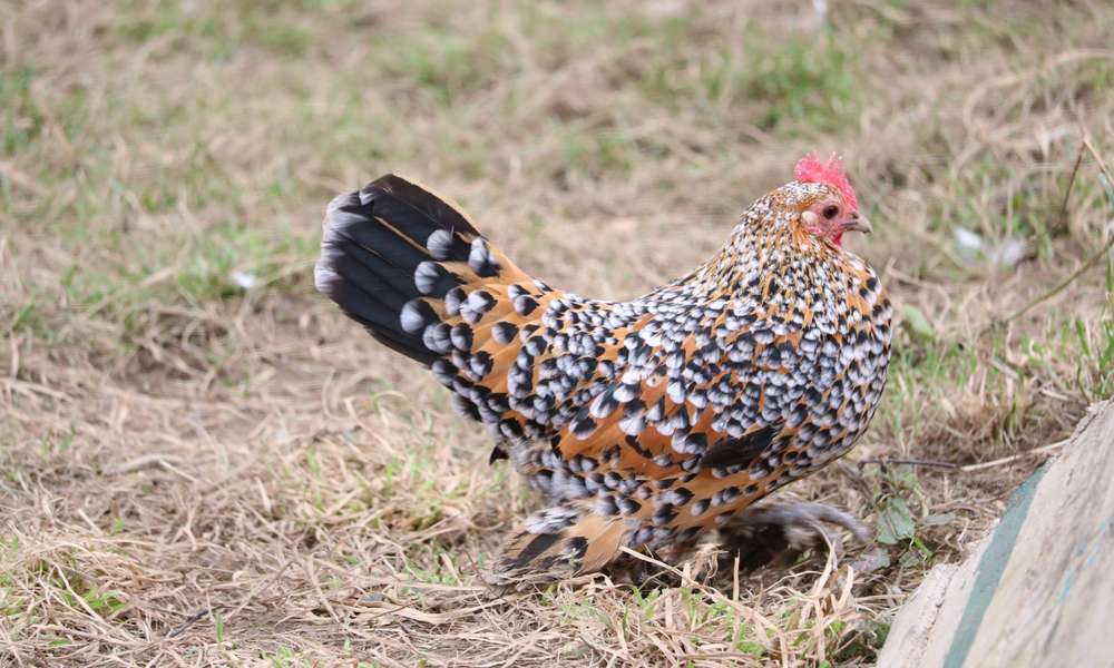 La Sabelpoot, une bien jolie poulette à laisser gambader dans le jardin