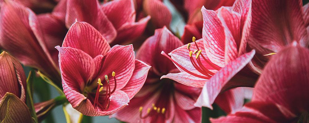Amaryllis