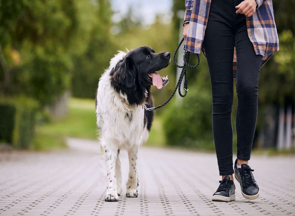 Un chien obéissant et calme, qui ne tire pas, peut porter un collier