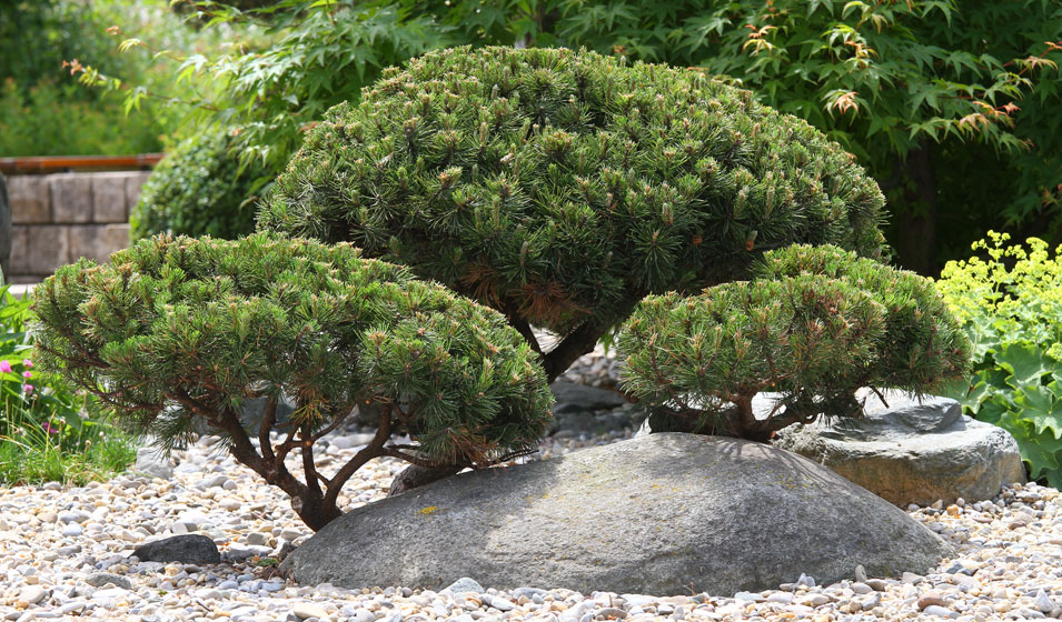 Plantes pour un jardin sec, un jardin minéral japonais : conifères nains