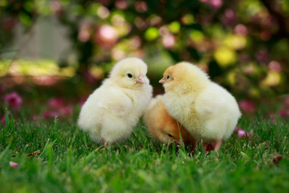 7 erreurs à éviter avec les poussins