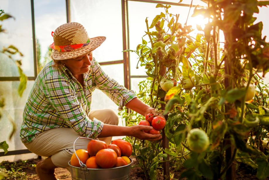 Potager sous serre
