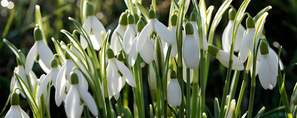 Le perce-neige