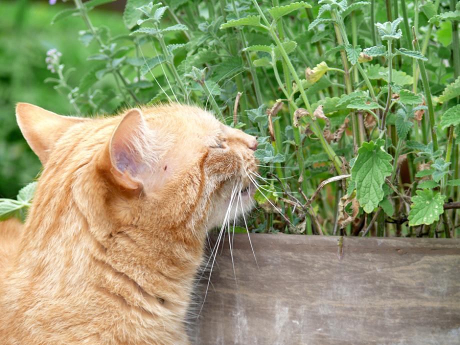 Valériane officinale, l'herbe aux chats : utilisation et entretien