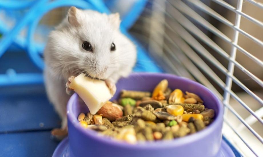 Un petit mammifère bien nourri