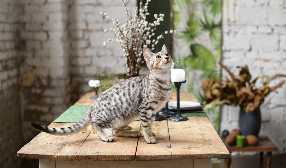 chat savannah 3