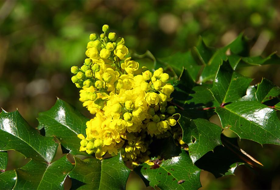 Mahonia