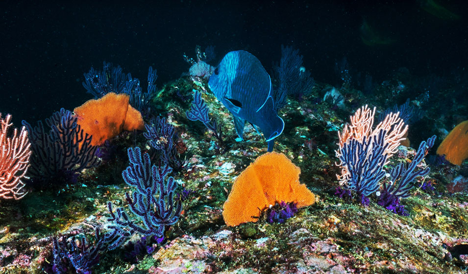 Poissons et aquarium