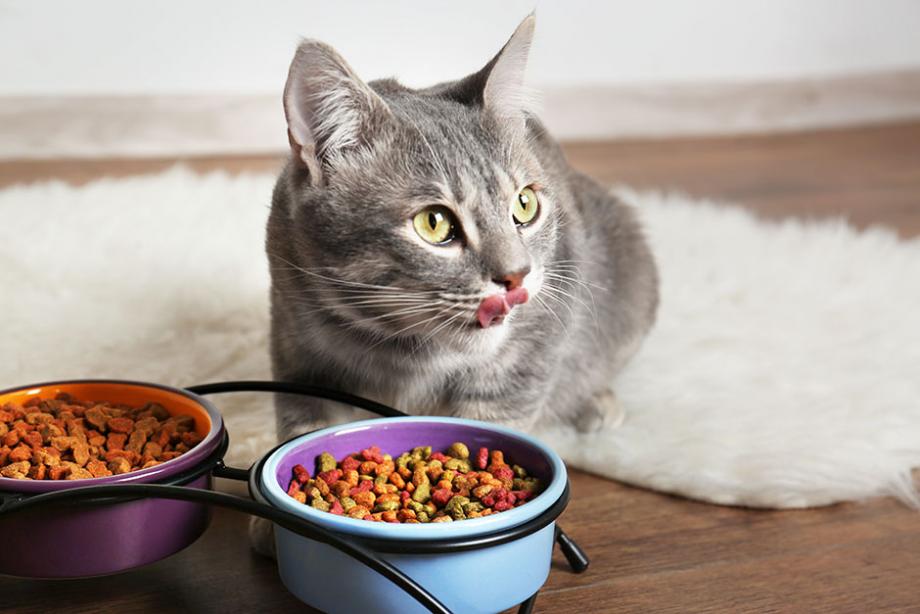 L'activité du chat