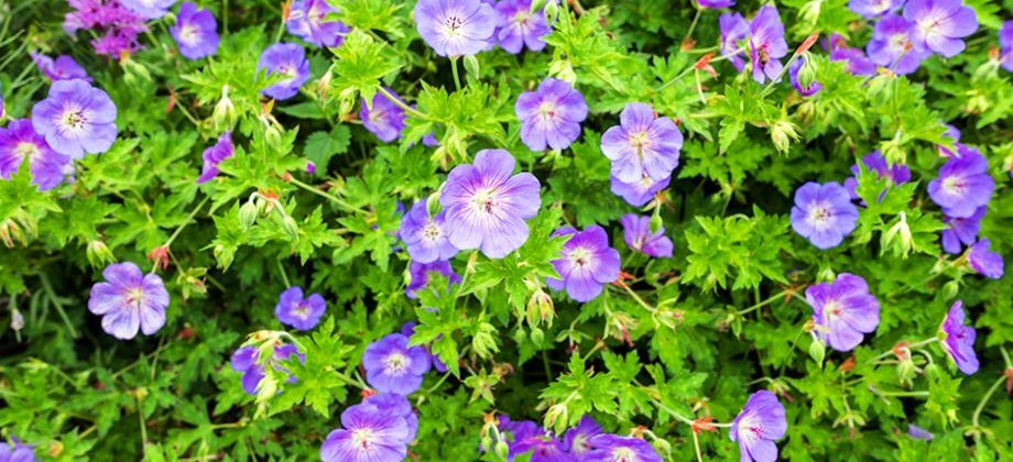 Le Géranium vivace Rozanne