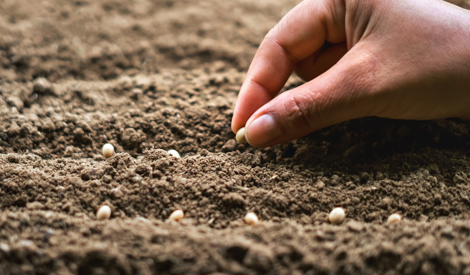 Quand Faire Des Semis D’Hiver Quand planter les chouxfleurs d’hiver — free download