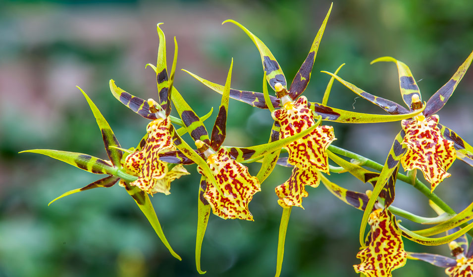 orchidée Brassia