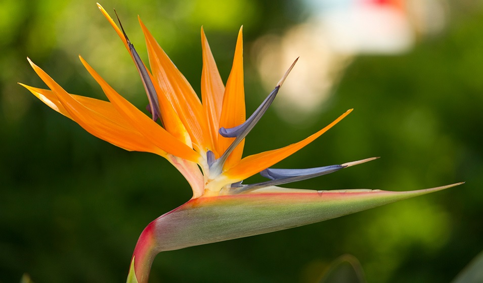 La sublime fleur de l’Oiseau du Paradis