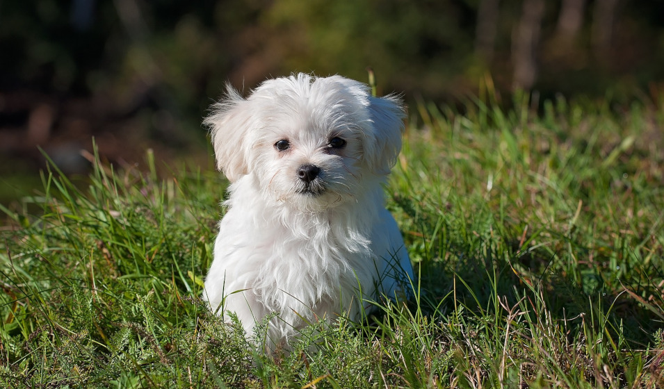 100 idées de prénoms de chiens en V Jardiland