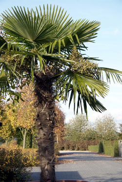 Protéger de l'hiver : le palmier - Gamm vert