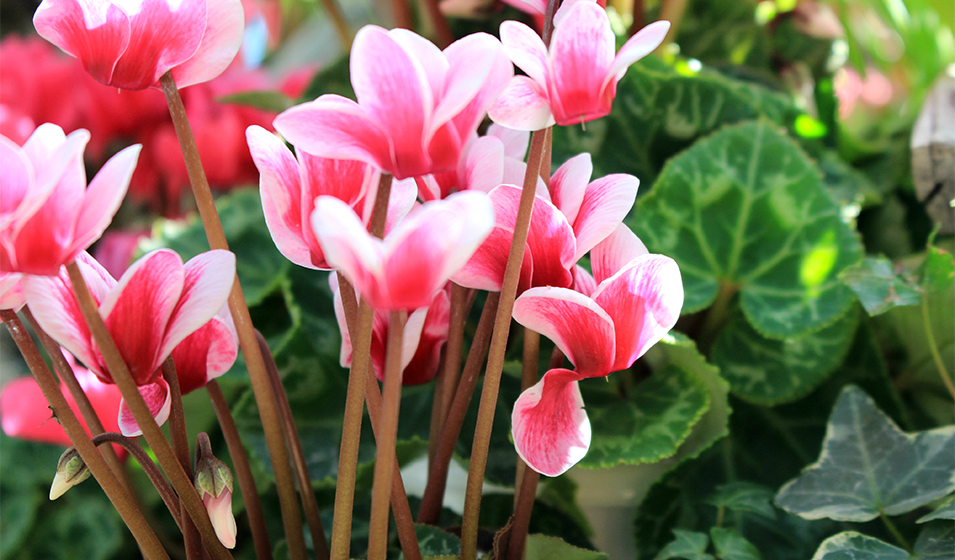 Comment cultiver le cyclamen ?
