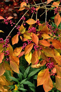 Le Callicarpa : son feuillage coloré et ses jolies baies