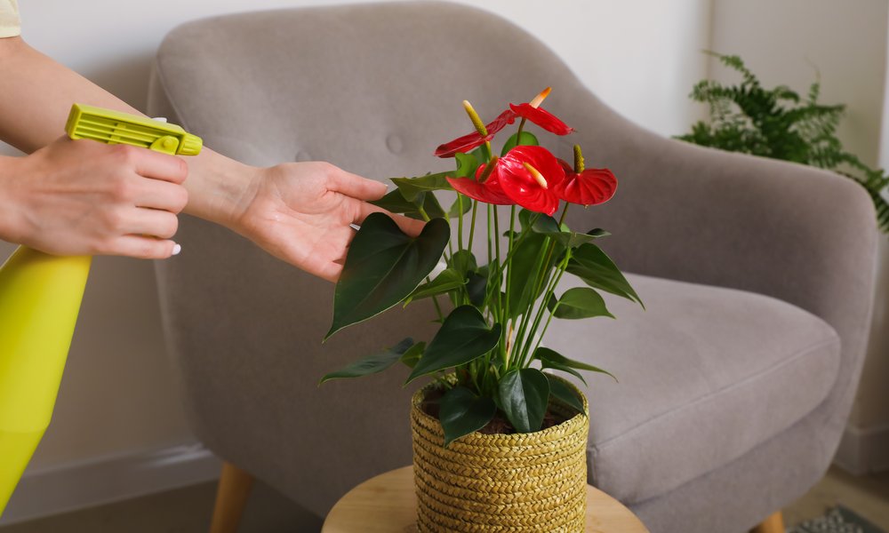 L'anthurium a besoin d'humidité, qui peut lui être apportée via des brumisations régulières