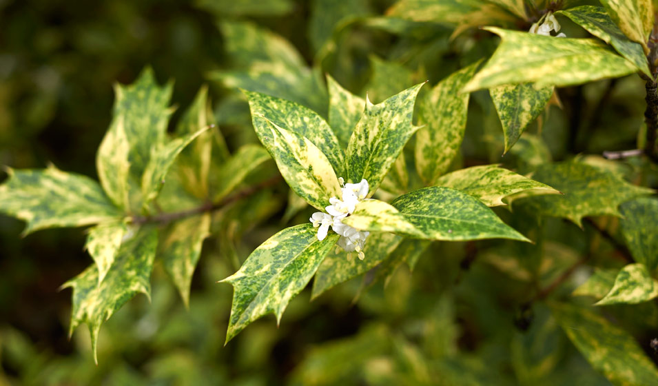 Osmanthus