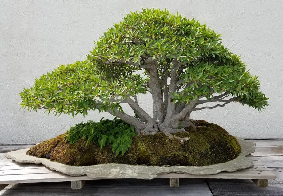 Ficus Bonsaï 