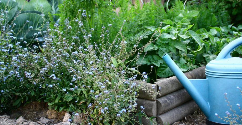 Fleurs et aromatiques