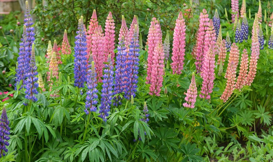 Les 13 meilleures plantes vivaces  planter au printemps - Gamm vert